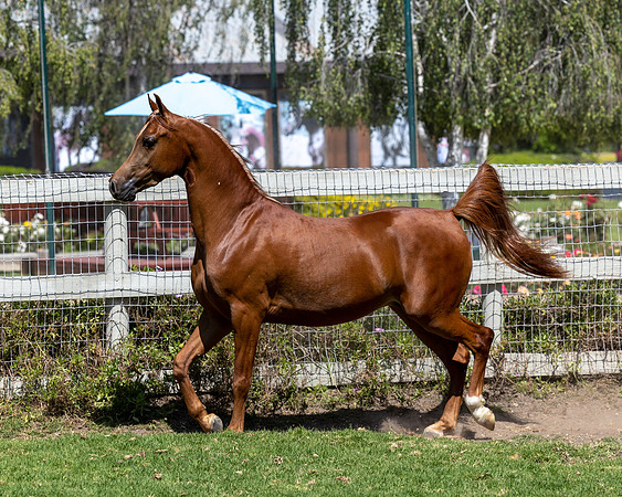 GatoDelSolJun23-3336