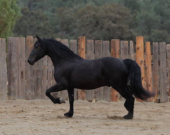 DutchFall26_2986