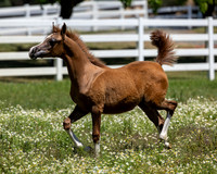 Becker0623_Foal13-9051