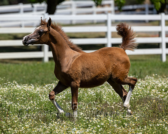 Becker0623_Foal13-9051