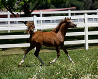 Becker0623_Foal13-8968