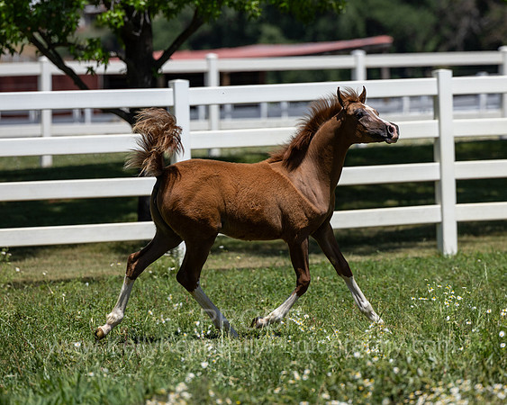 Becker0623_Foal13-8968