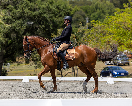 FFDressage23-4589