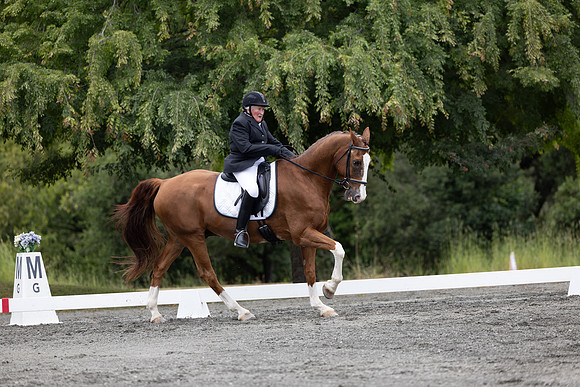 FFDressage23-2013