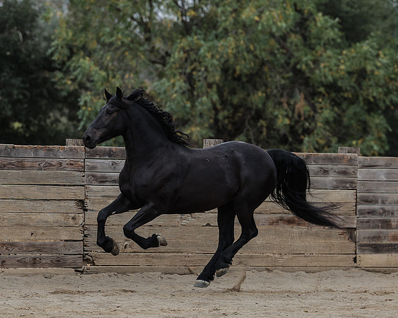 DutchFall26_2354