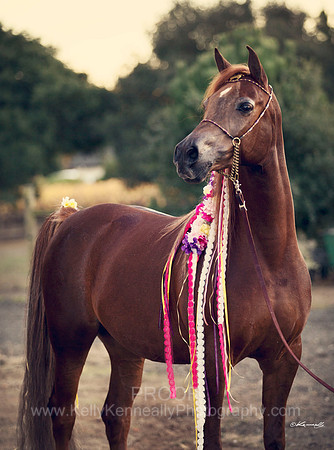 CorrineUnicorn_656