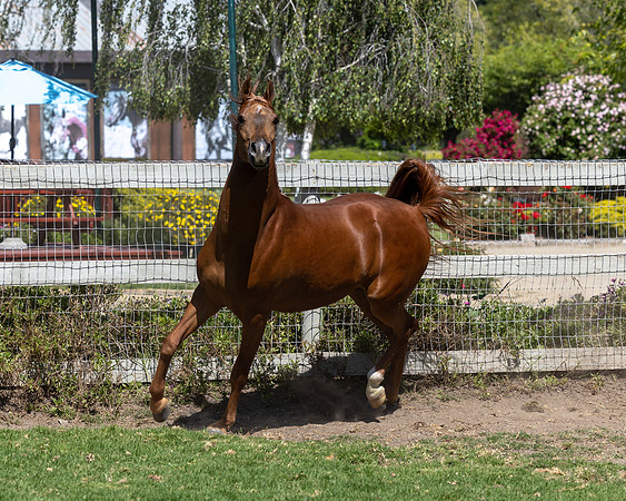 GatoDelSolJun23-3596