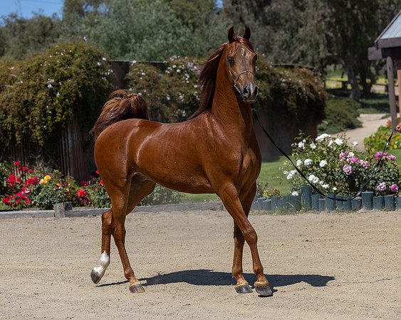 GatoDelSolJun23-2792