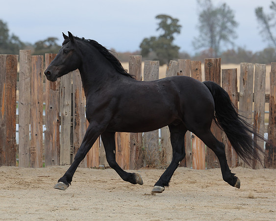 DutchFall26_2638