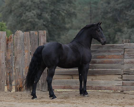 DutchFall26_2457
