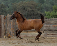 SamsonFall26_0305