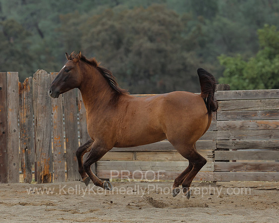 SamsonFall26_0305