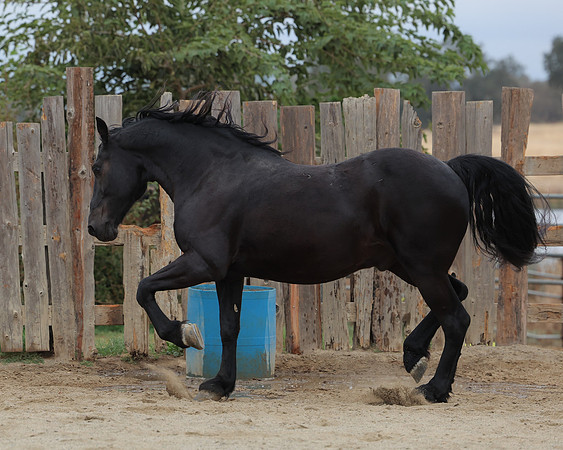 DutchFall26_2666