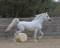 PCDonavanFall26_6513