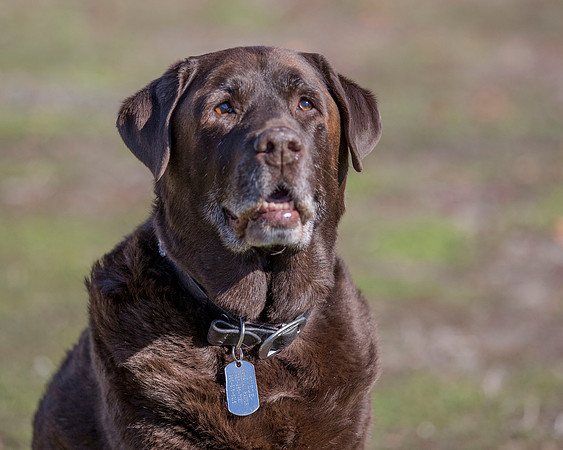 ShermanRanchDogs2015_0901