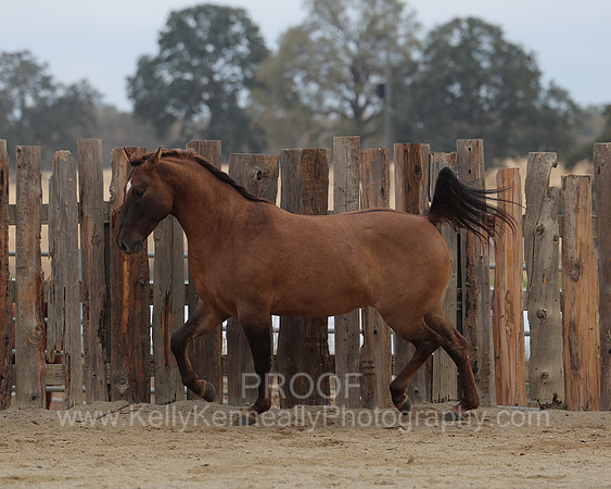 SamsonFall26_0961