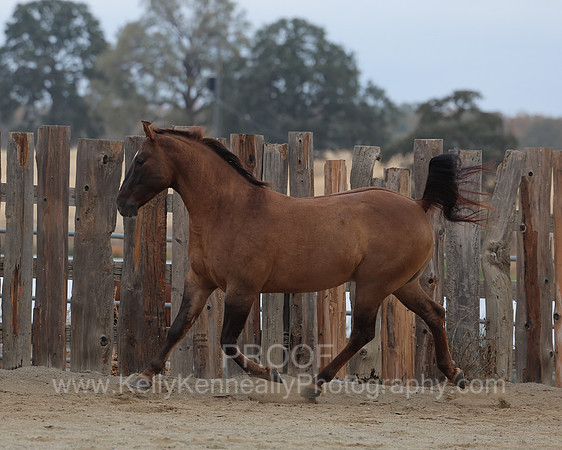 SamsonFall26_0726