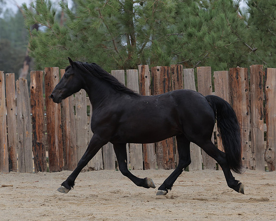DutchFall26_3024