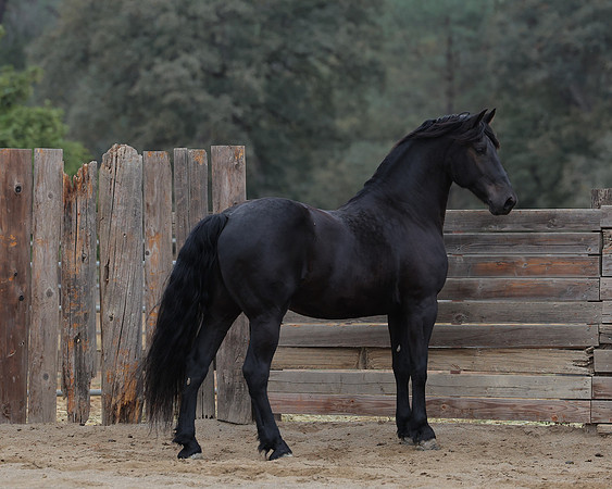 DutchFall26_2469