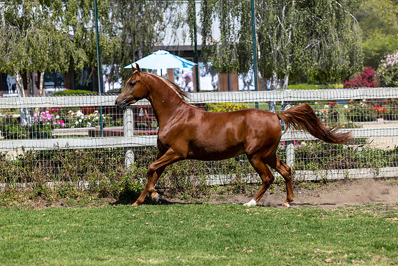 GatoDelSolJun23-3288