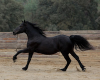 DutchFall26_1992