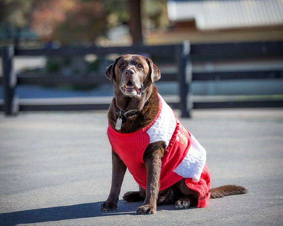 ShermanRanchDogs2015_0839