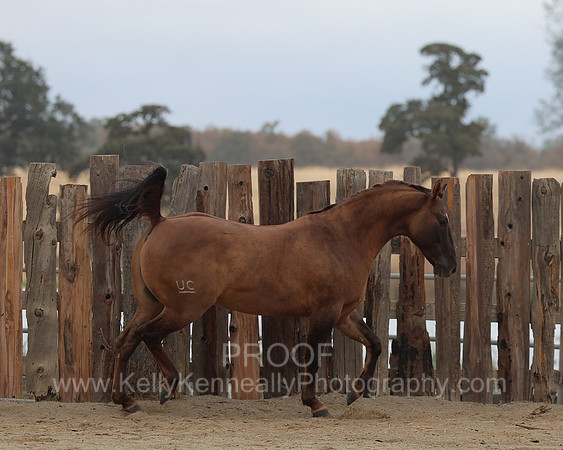 SamsonFall26_0495