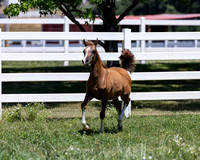 Foal 13