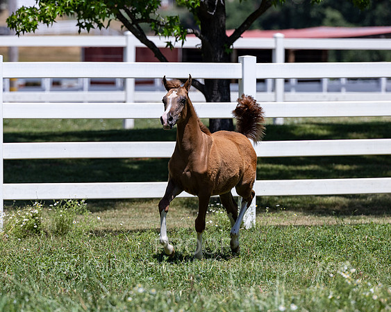 Becker0623_Foal13-8709