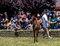 ShermanRanch0524_2806