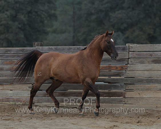 SamsonFall26_1485