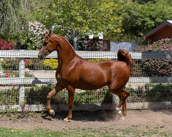 GatoDelSolJun23-3260