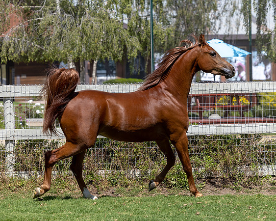 GatoDelSolJun23-3373