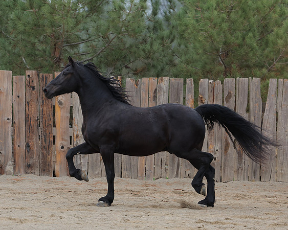 DutchFall26_2528