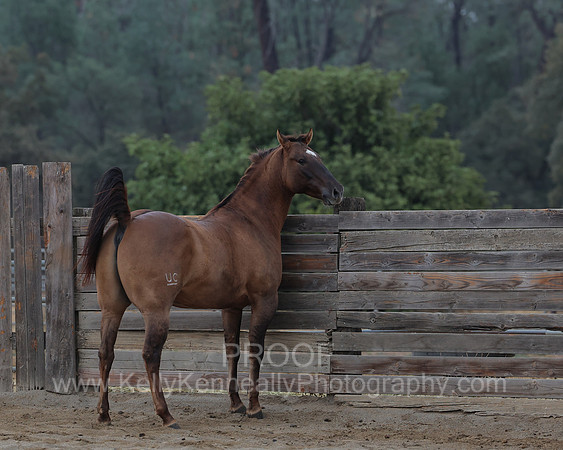 SamsonFall26_0606