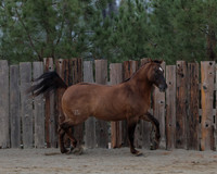 SamsonFall26_0543