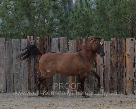 SamsonFall26_0543