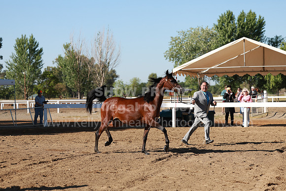 DAHA23_Fri_0182
