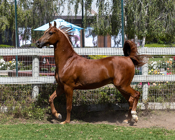 GatoDelSolJun23-3501