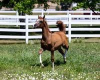 Becker0623_Foal13-8750
