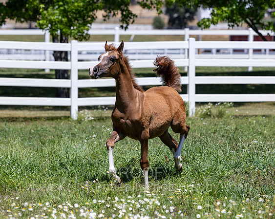 Becker0623_Foal13-8750