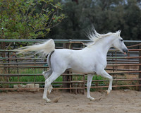 PCDonavanFall26_6435