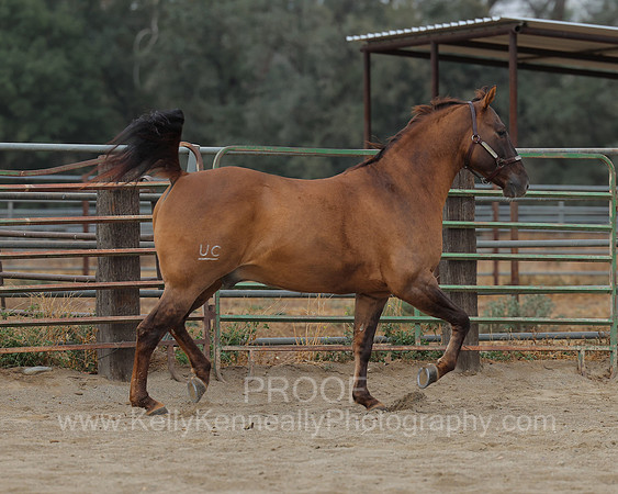 SamsonFall26_0121