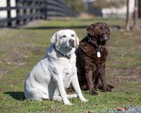 ShermanRanchDogs2015_0864