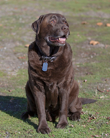 ShermanRanchDogs2015_0889