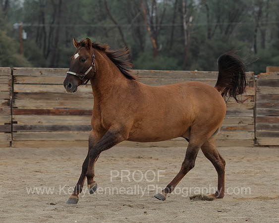 SamsonFall26_3935