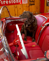 ShermanRanchDogs2015_0915
