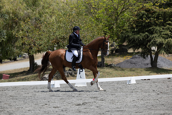 FFDressage23-3346