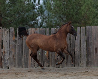 SamsonFall26_0563