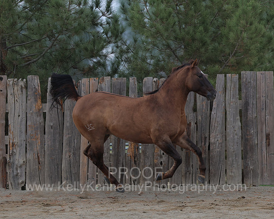 SamsonFall26_0563